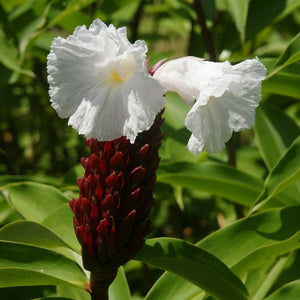 Costus Speciosus (Bulbs)