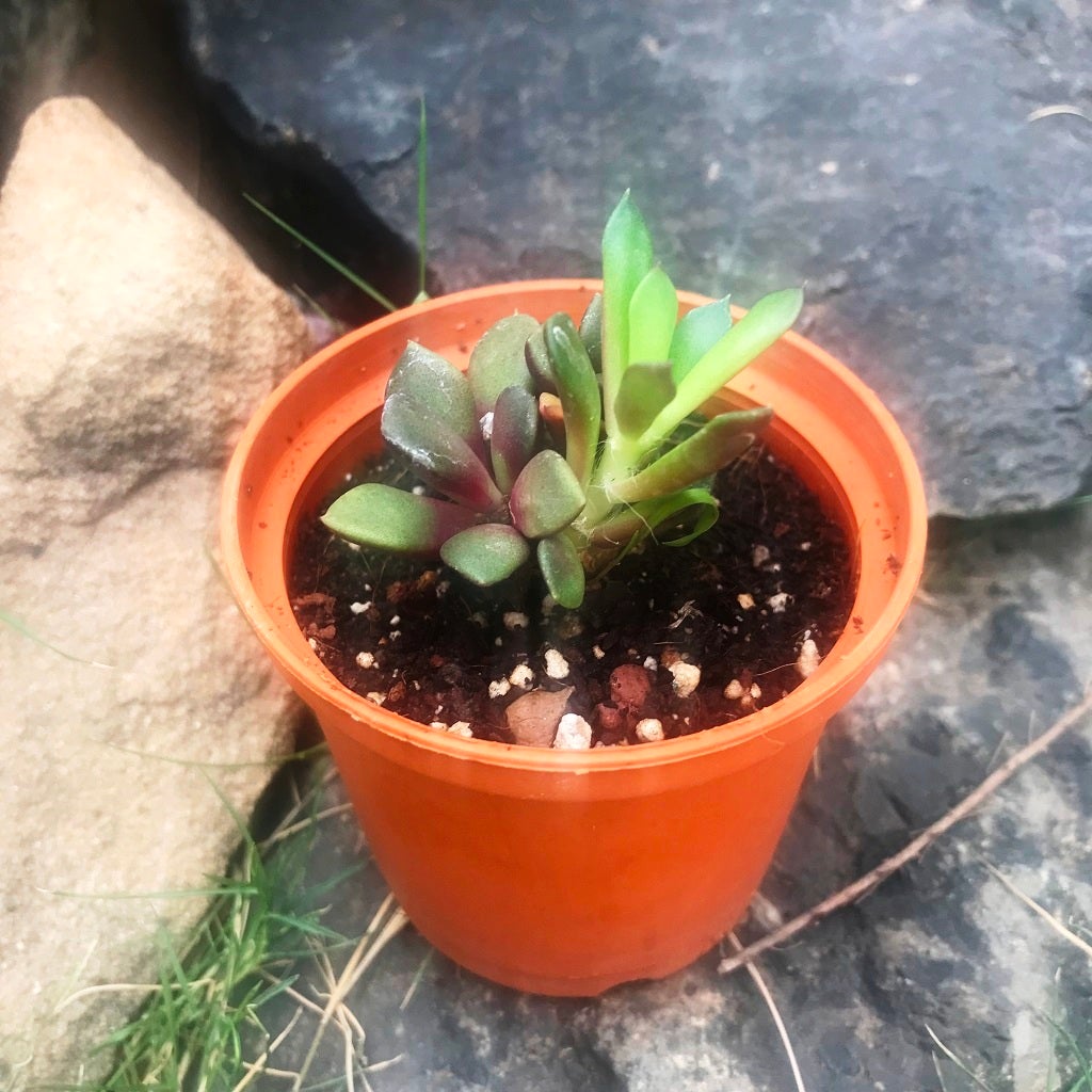 Crassula Nudicaulis var. Platyphylla