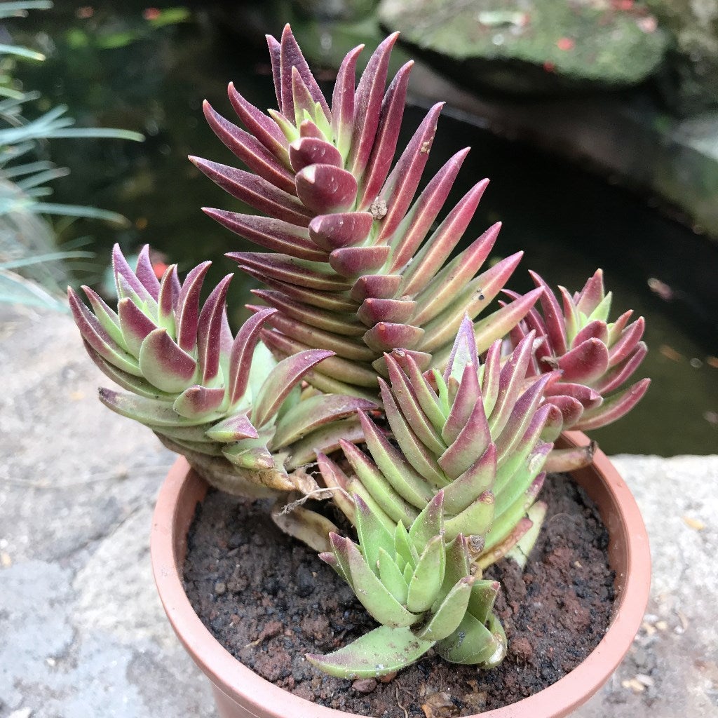 Crassula Capitella 'Thyrsiflora'