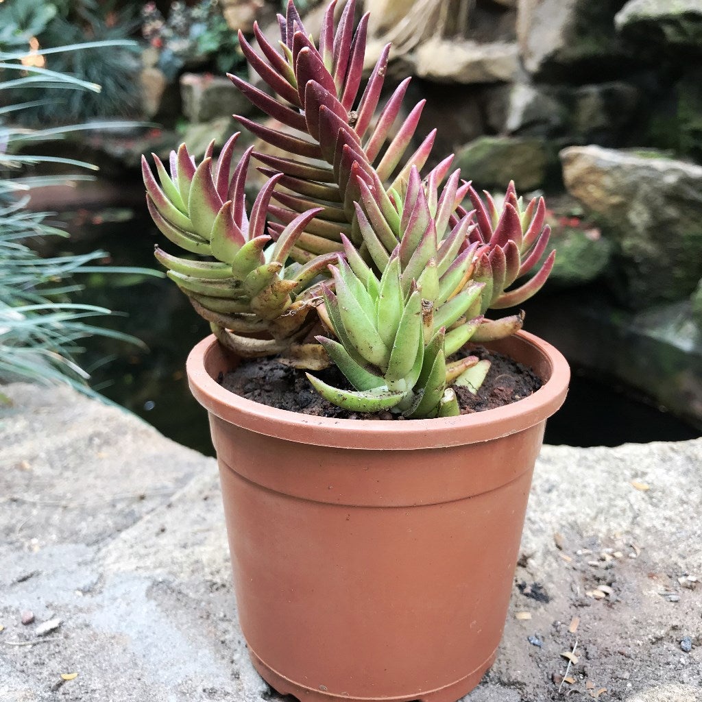 Crassula Capitella 'Thyrsiflora'