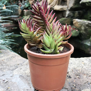 Crassula Capitella 'Thyrsiflora'