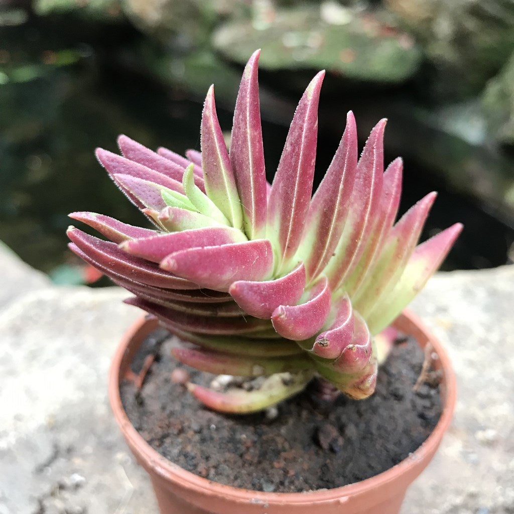 Crassula Capitella 'Thyrsiflora'