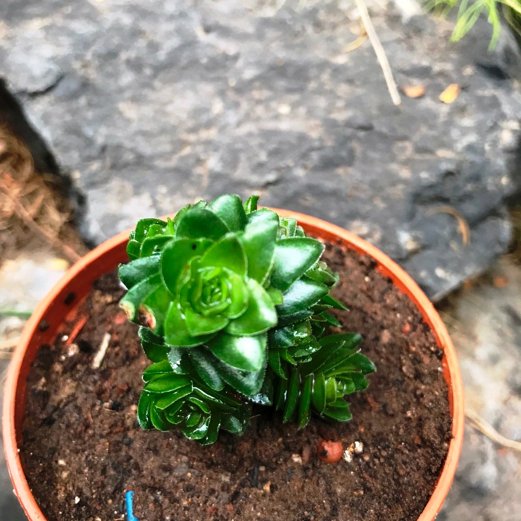 Crassula Estagnol Spiralis