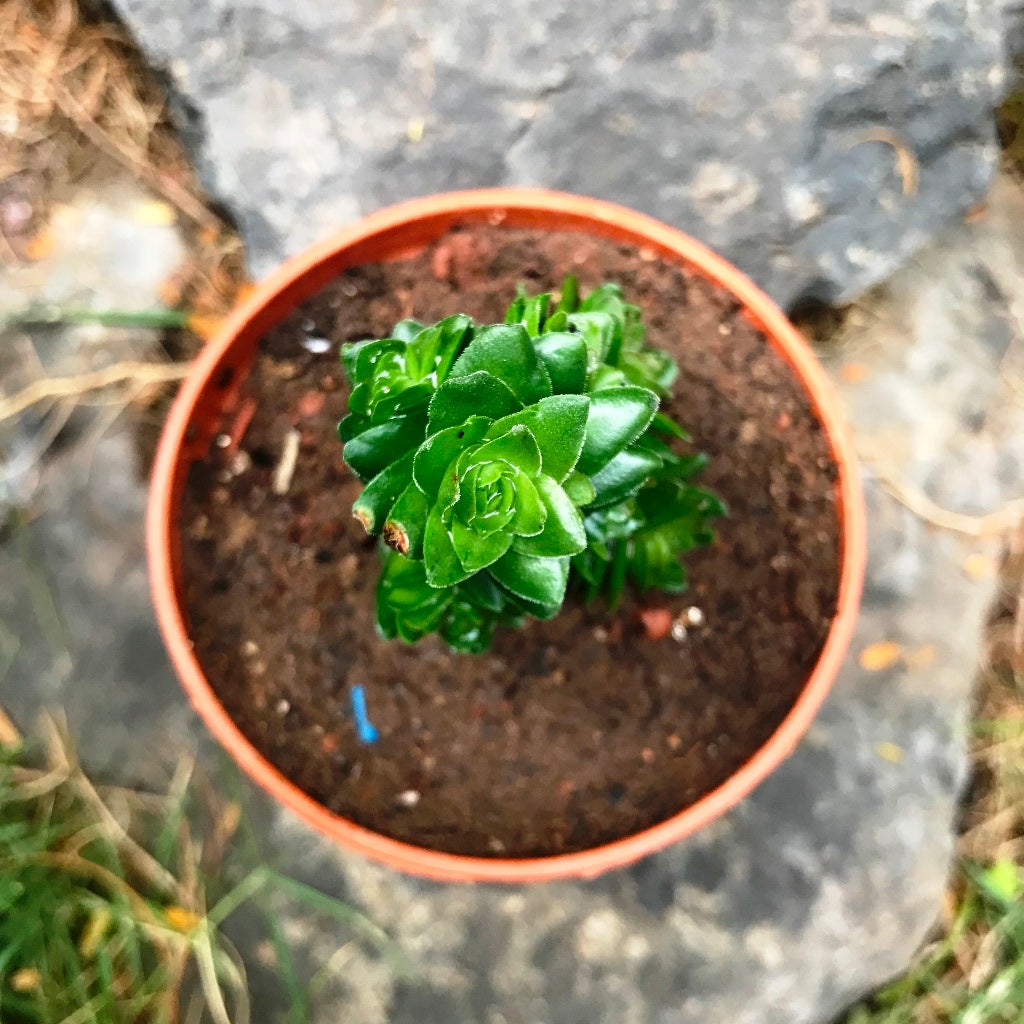Crassula Estagnol Spiralis
