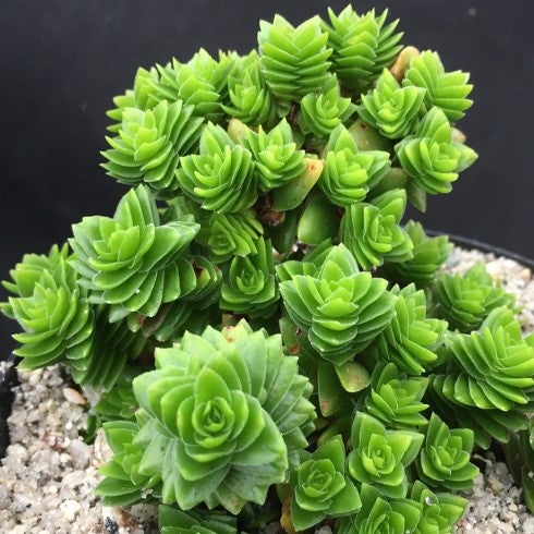 Crassula Estagnol Spiralis