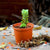 Crassula Perforata Plants myBageecha - myBageecha