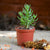 Set of 3 Crassula Succulent Plants
