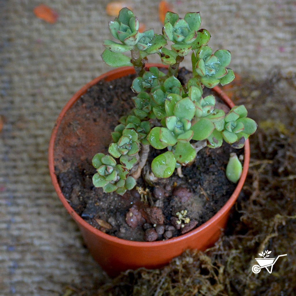 Crassula Brevifolia Plants myBageecha - myBageecha