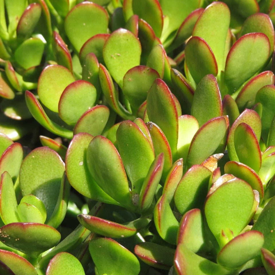 Crassula Ovata Compacta