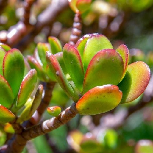 Crassula Ovata Compacta