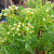 Crassula Tetragona Falcata Plants myBageecha - myBageecha