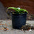 Cryptanthus Acaulis Variegata - Earth Star Plants myBageecha - myBageecha