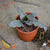 Cryptanthus Zonatus 'Zebrina' Plants myBageecha - myBageecha