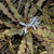 Cryptanthus Acaulis Var. Ruber Plants myBageecha - myBageecha