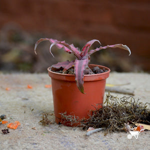 Cryptanthus Bivittatus - Red Star Plants myBageecha - myBageecha