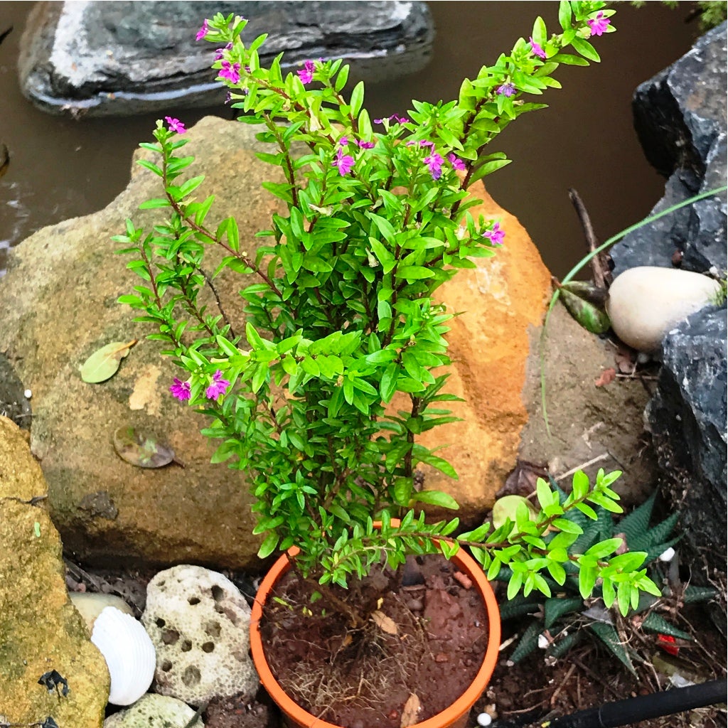 Mexican False Heather (Purple)