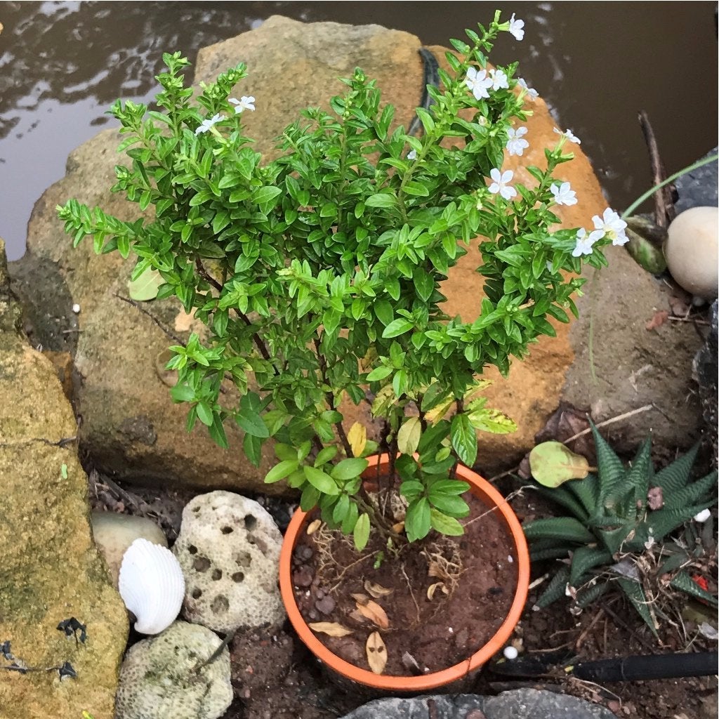 Mexican False Heather (White)