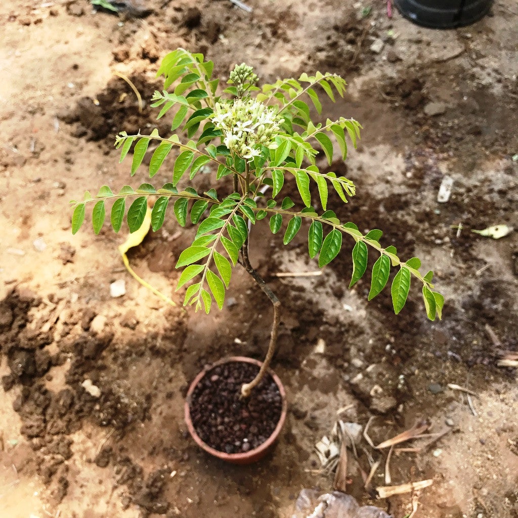 Curry Leaves_Murraya Koenigii Plants myBageecha - myBageecha