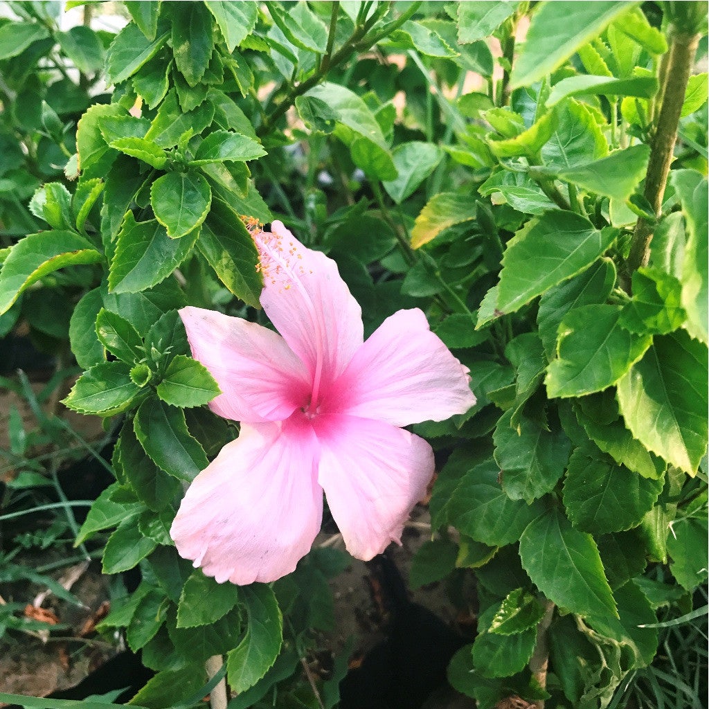Hibiscus Lafrance-Dainty Pink Plants myBageecha - myBageecha