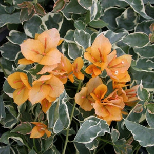 Bougainvillea 'Delta Dawn'