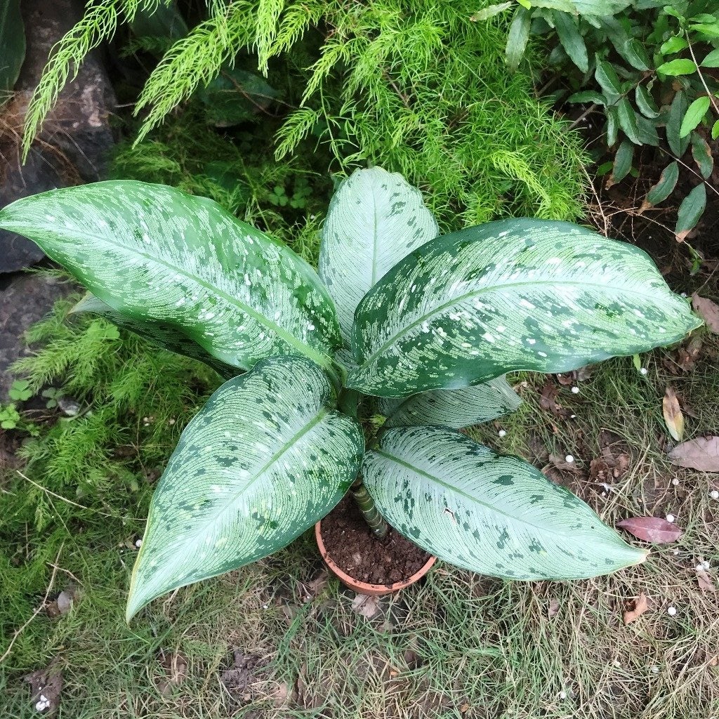 Dieffenbachia ‘Memoria Corsii’