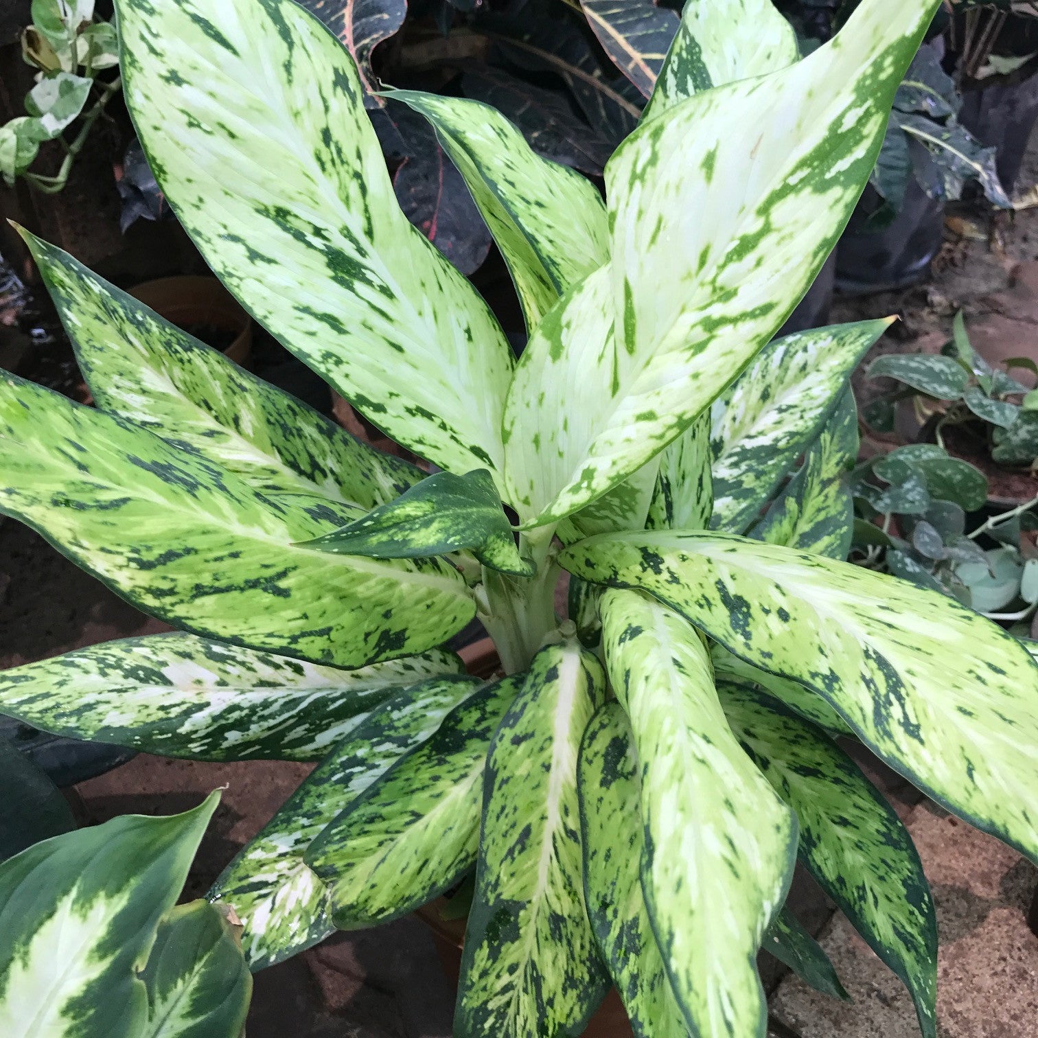 Dieffenbachia Vesuvius Plants myBageecha - myBageecha