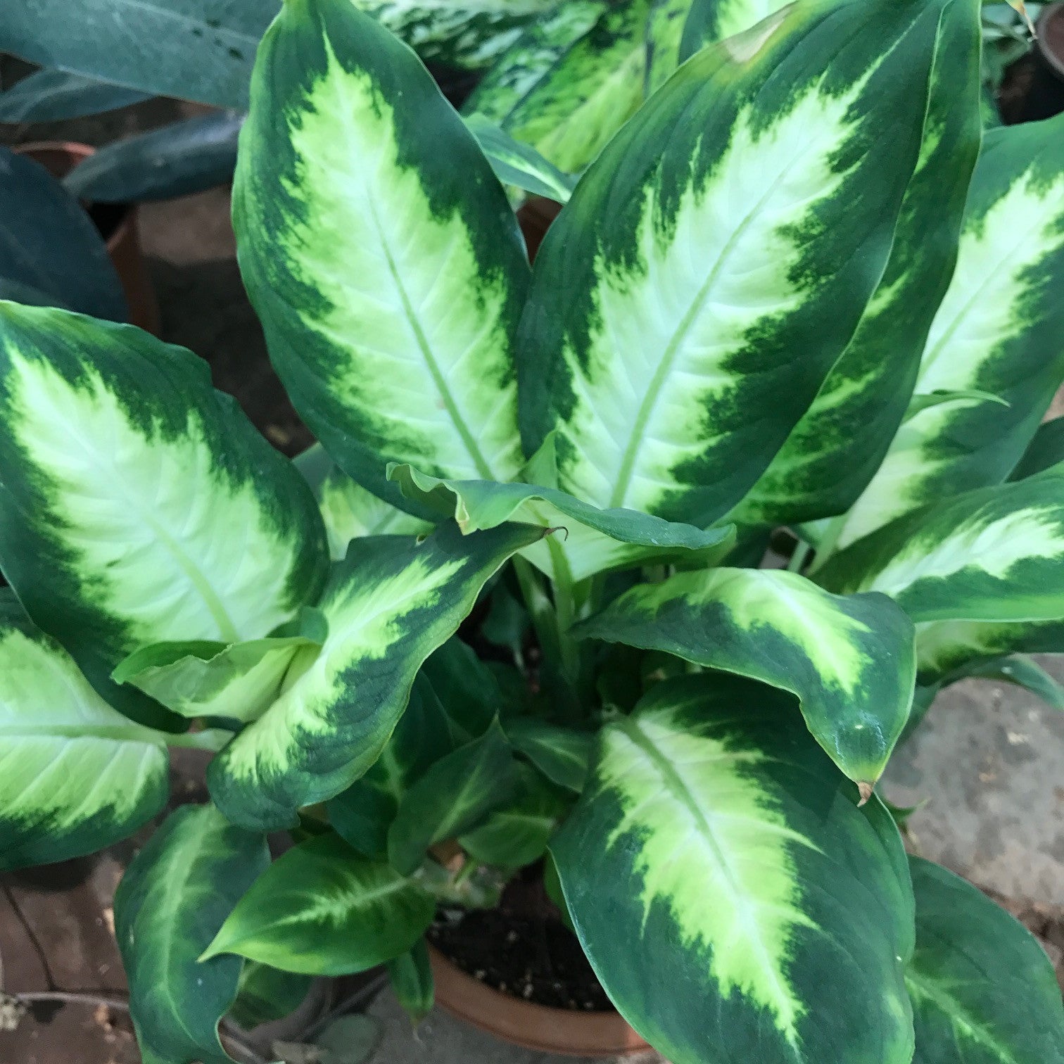 Dieffenbachia Maculata Camille Plants myBageecha - myBageecha