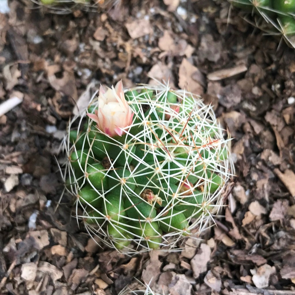 Birds Nest Cactus