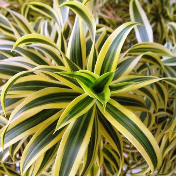 Dracaena Reflexa - Song of India (Varigated) Plants myBageecha - myBageecha