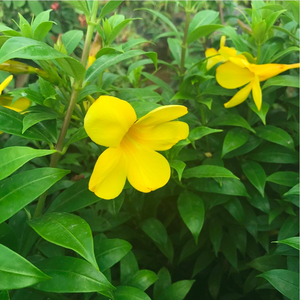 Allamanda cathartica 'Compacta'