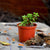 Dwarf Jade - Portulacaria Afra Plants myBageecha - myBageecha