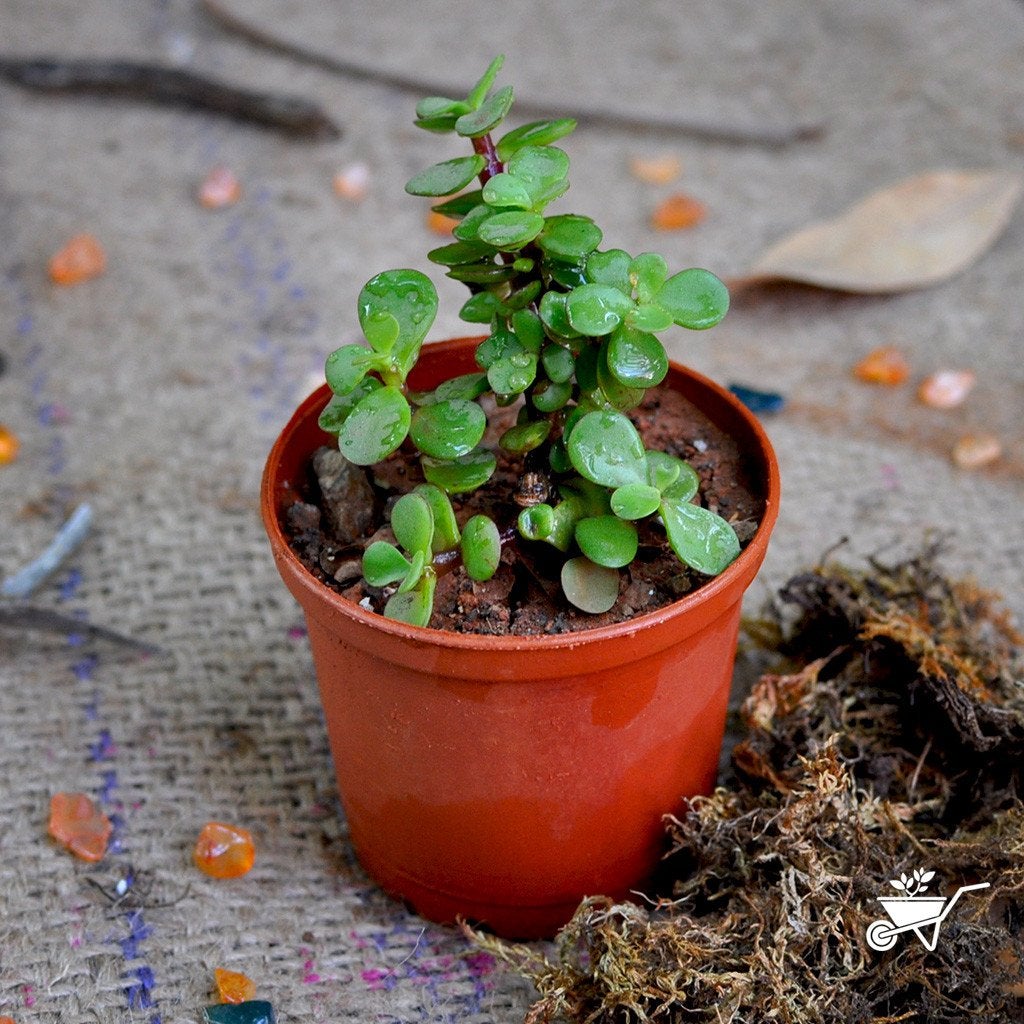 Set Of 2 Cute Penguin Resin succulent Pots With Succulents