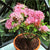Dwarf Pink Ixora Plants myBageecha - myBageecha