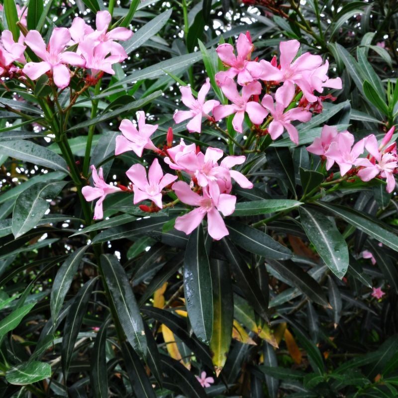 Nerium Oleander Splendens - Dwarf Pink Oleander