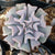 Echeveria Cubic Frost