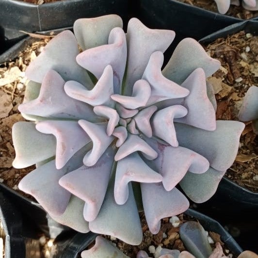 Echeveria 'Misty Lilac' (left) and Echeveria 'Cubic Frost' (right).