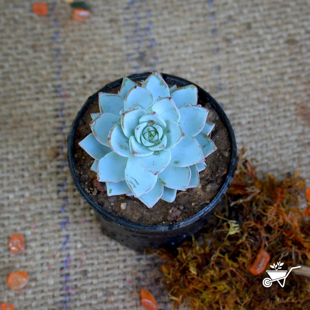 Echeveria Peacockii Plants myBageecha - myBageecha