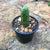 Echinocereus Bridgesii -Penis Cactus