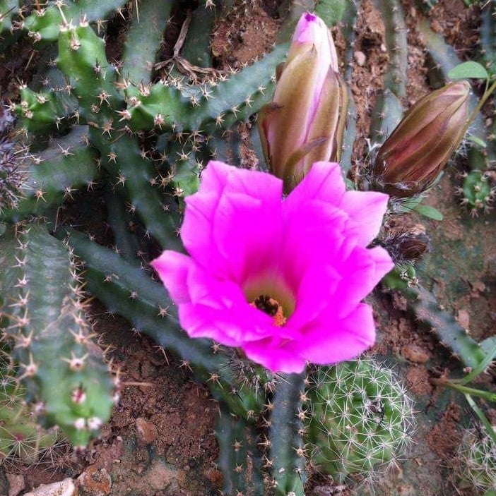 Echinocereus Pentalophus- Ladyfinger Cactus