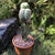 Echinopsis pentlandii f. cristata