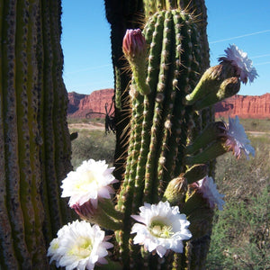 Echinopsis Terscheckii -The Cardon Grande Cactus