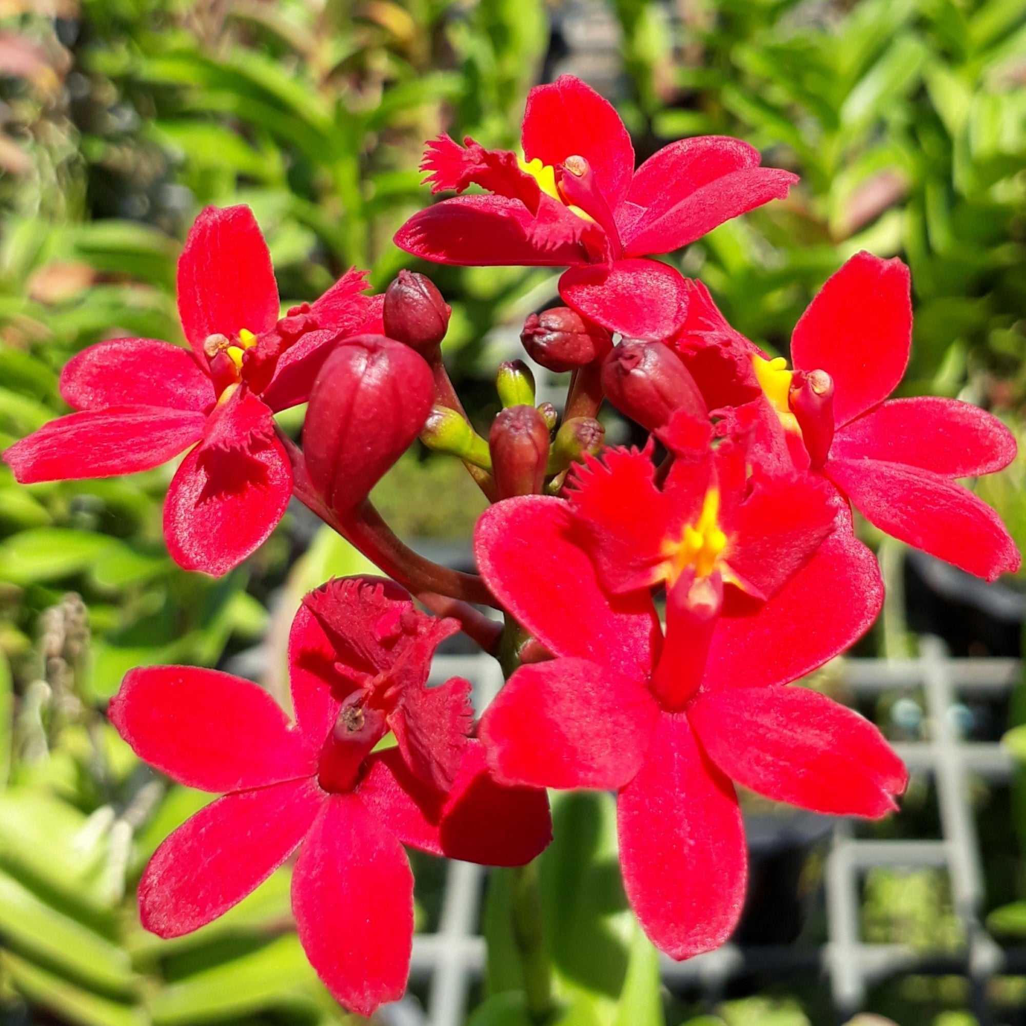 Catt. Epidendrum Red