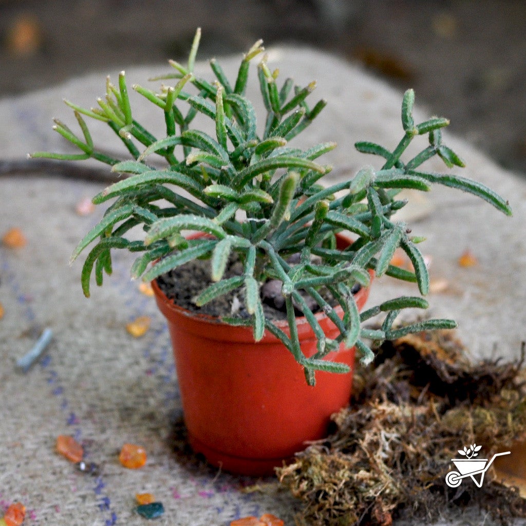 Erythrorhipsalis Pilocarpa-Hairy Stemmed Rhipsalis Plants myBageecha - myBageecha