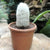 Espostoa melanostele - Old man cactus