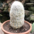 Espostoa melanostele - Old man cactus