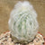 Espostoa Lanata - Cotton Ball Cactus