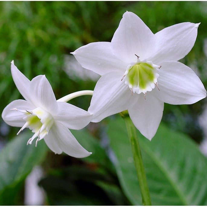 Eucharis grandiflora - Amazon Lily bulbs