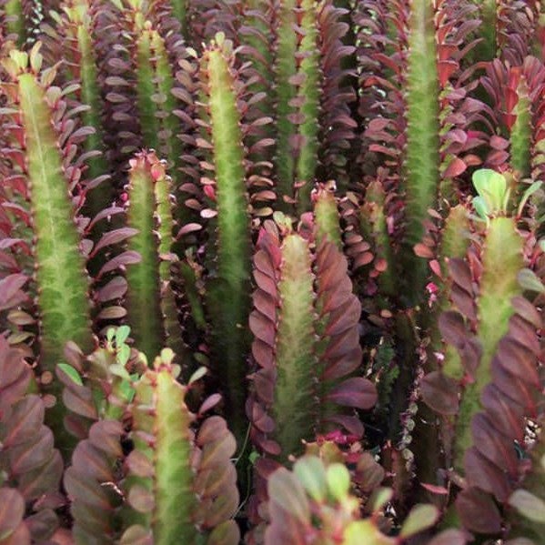 Euphorbia Trigona Rubra - African Milk Tree