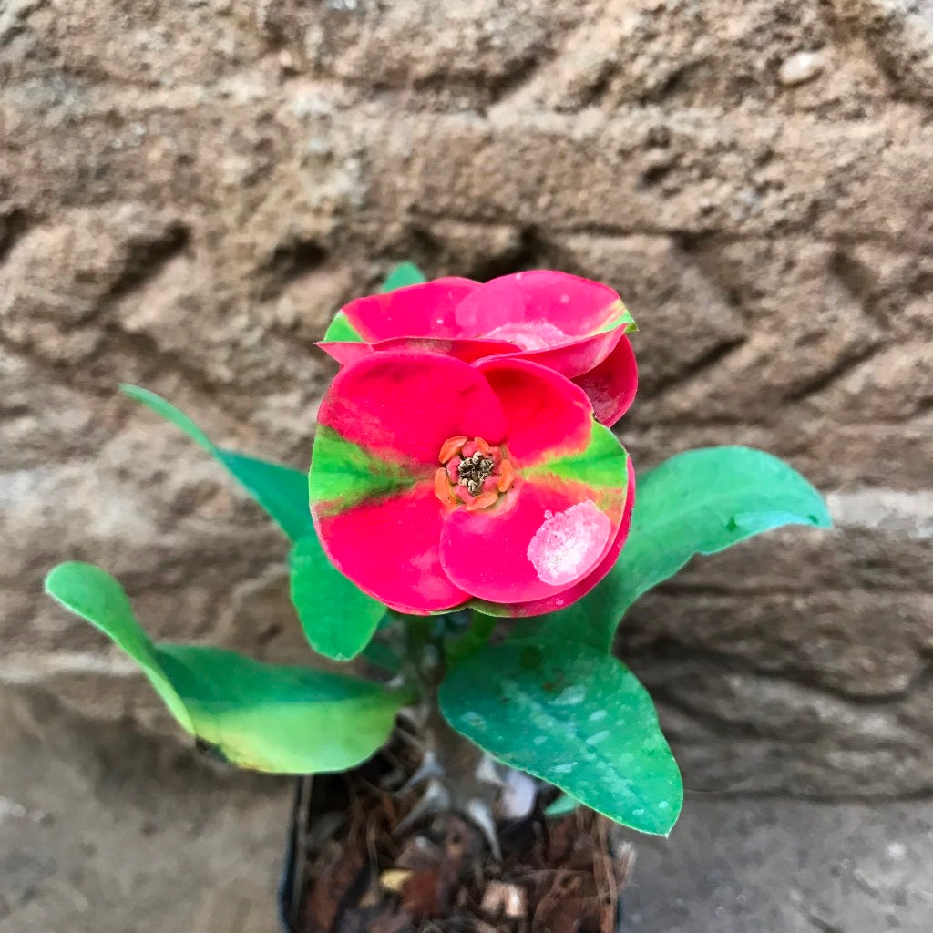 Euphorbia Milii "Dwarf Apache Red"