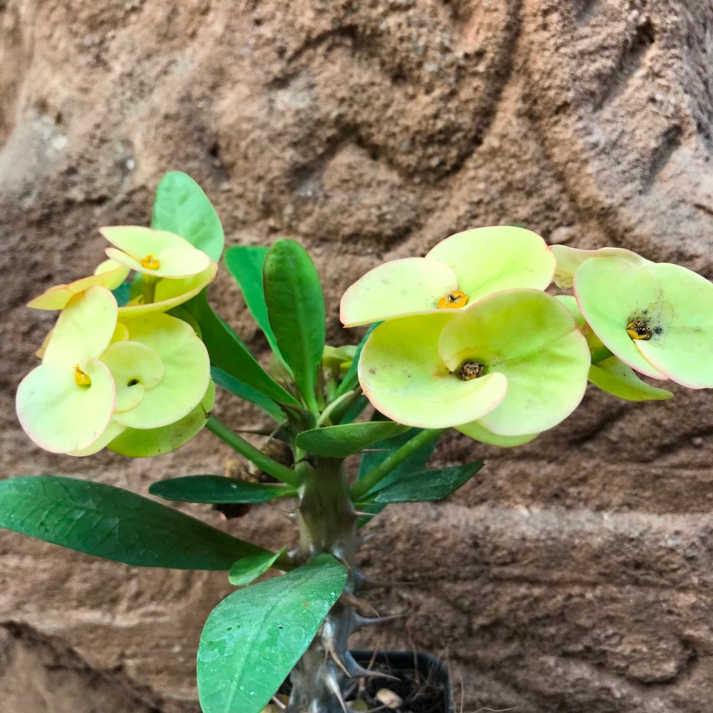Euphorbia Milii "Dwarf Apache Yellow"